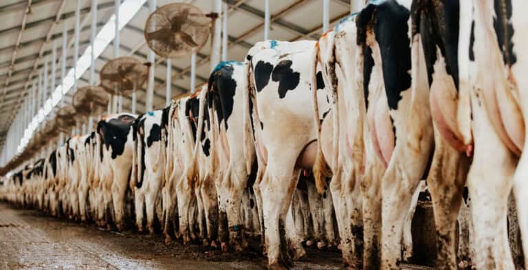 A long row of black-and-white Holstein cows standing at a feed bunk inside a commercial dairy barn.