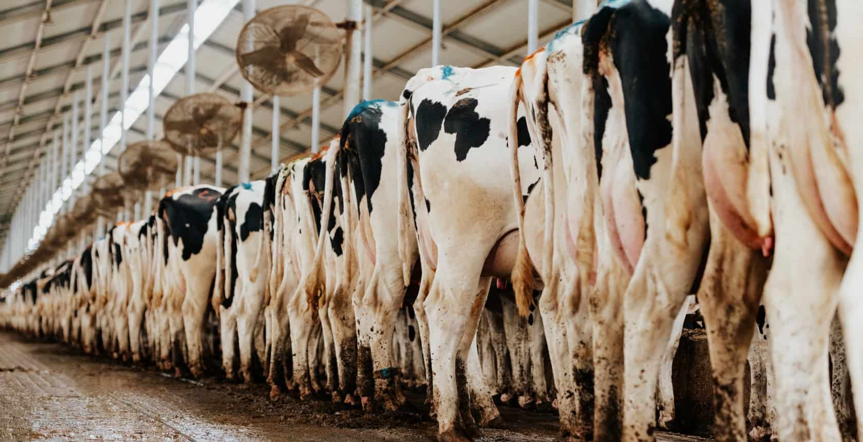 A long row of black-and-white Holstein cows standing at a feed bunk inside a commercial dairy barn.
