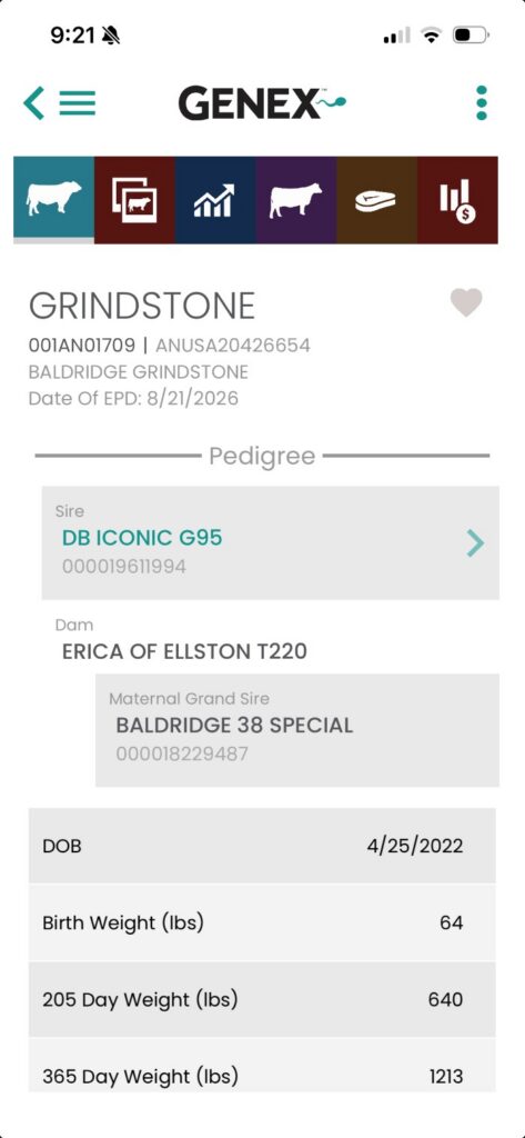 GENEX Beef App bull detail tab for 1AN01709 GRINDSTONE.