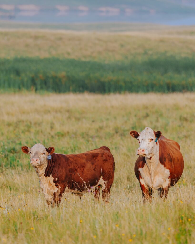 Hereford cow and weaning-age calf grazing in a pasture.