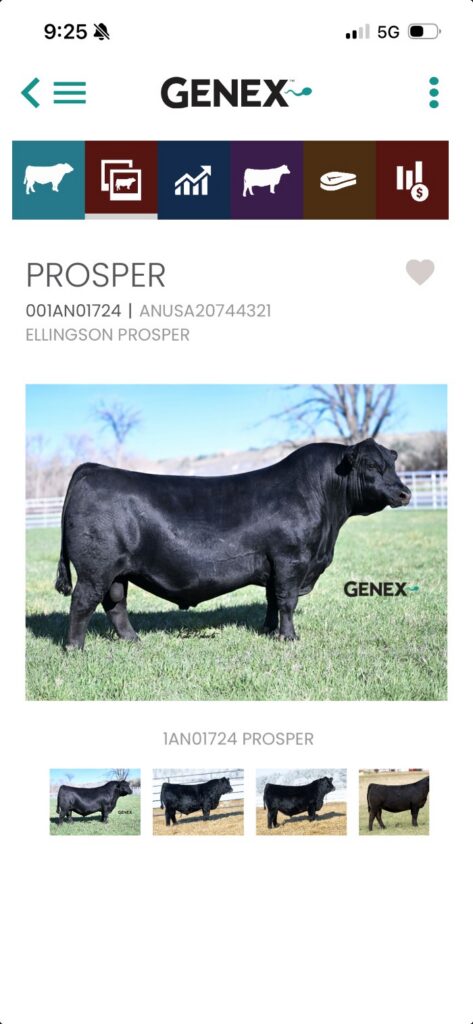 GENEX Beef App photo and video tab for 1AN01724 PROSPER.