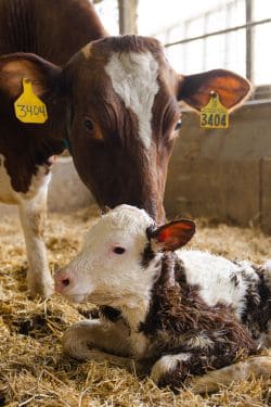 Red-and-white Holstein cow standing beside her newborn calf resting on straw.