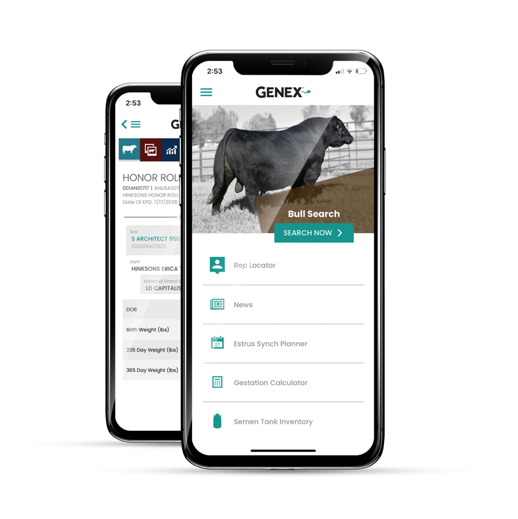 GENEX Beef app displayed on smartphones featuring beef sire search and herd management tools.