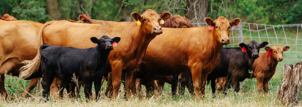 Beef cows and calves standing in a pasture.