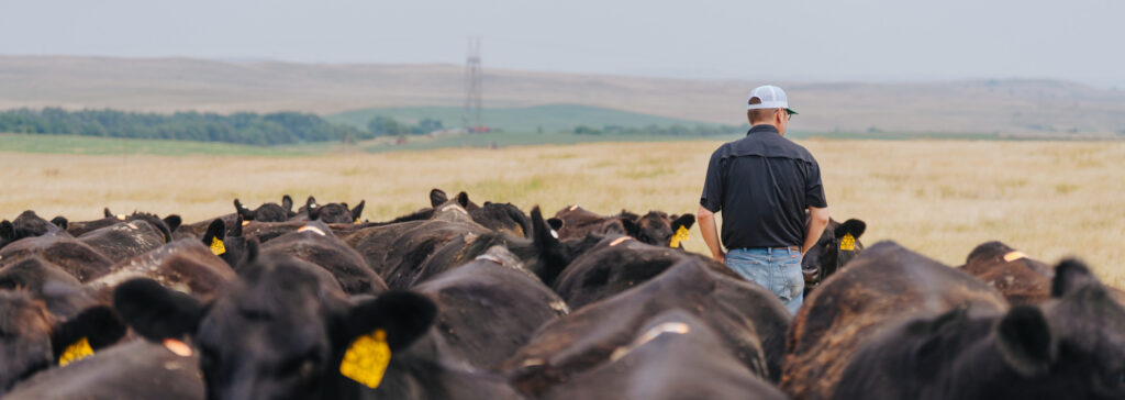 roducer standing among a commercial cattle herd in a pasture.