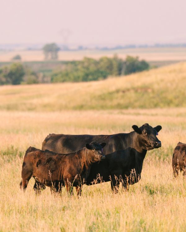 Angus cow and calf on pasture