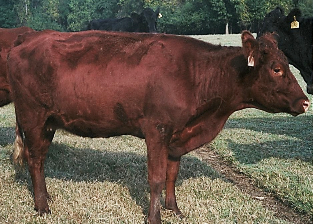 Beef cow at a 5 for body condition score