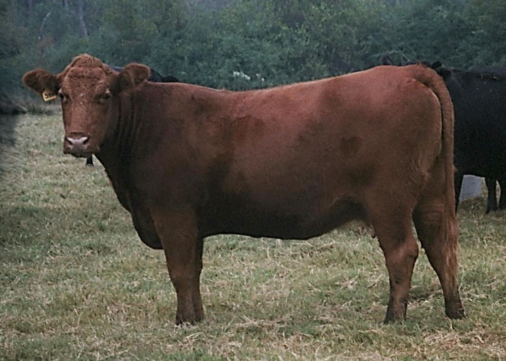 Beef cow with a body condition score of 6