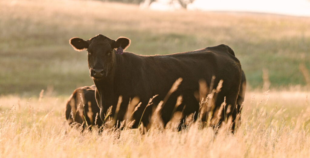 Cow on pasture