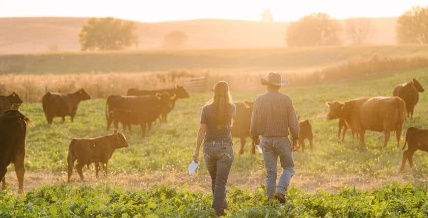 people walking with beef cattle in pasture