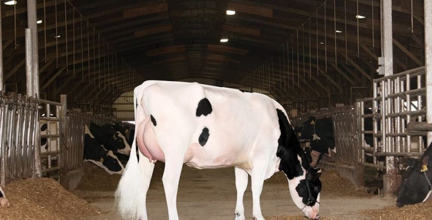White dairy cow in barn