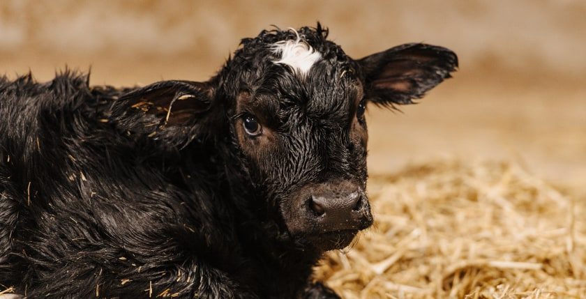 Holstein calf