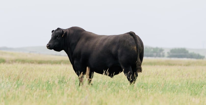 Angus bull on pasture