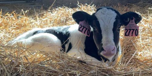 Black and white Holstein calf laying in straw at Capko Brothers Farms