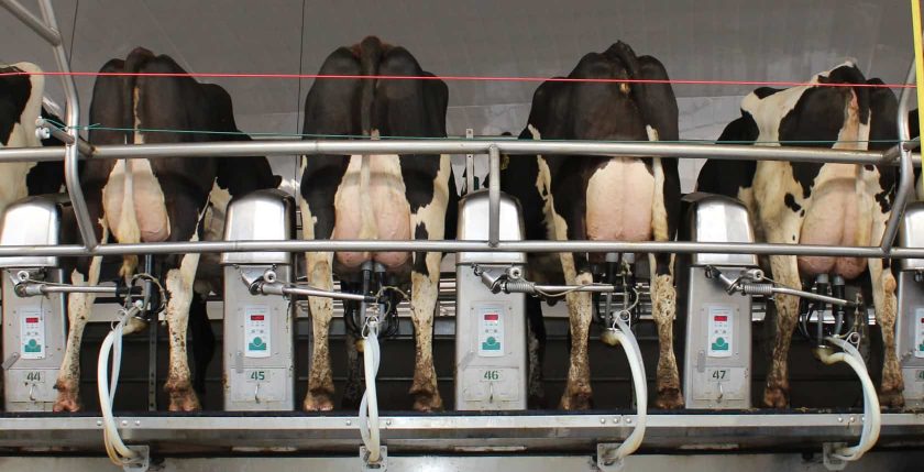 Cows in rotary milking parlor