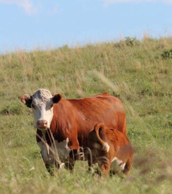 Hereford cow and calf Hereford cow and calf
