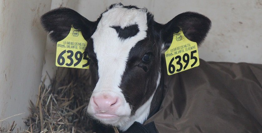 Holstein calf hutch calf coat