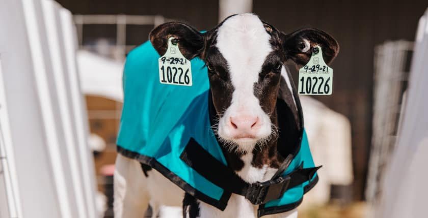 Understanding Recumbency In Holstein Calves GENEX
