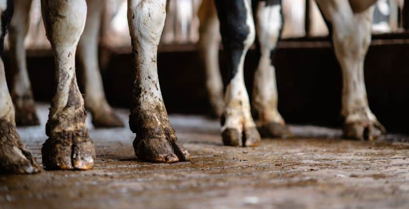 Holstein cow feet and legs