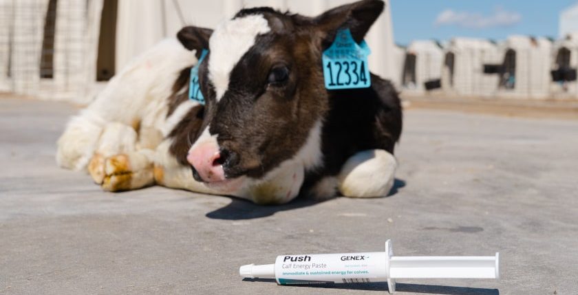 Tube of Push calf energy paste ready to be given to a Holstein calf