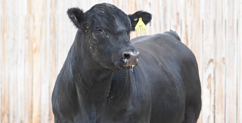 Stabilizer Bull from Leachman