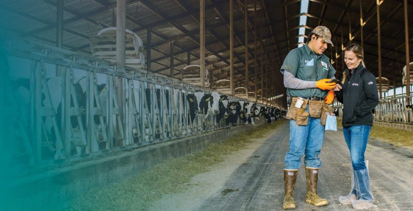 Man and woman looking at phone in feed alley of freestall barn discussing genetic progress