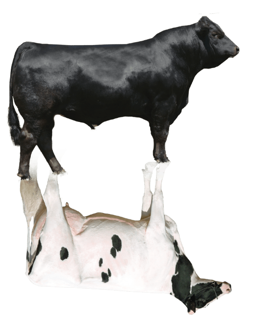 Shift-Lim-Holstein Beef bull and Holstein cow