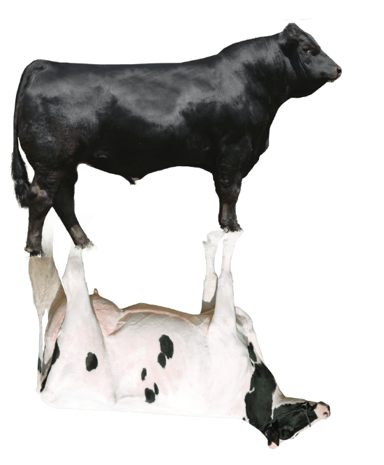 Beef bull and Holstein cow