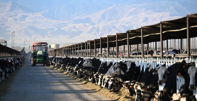 Westwind Farms Feed Alley