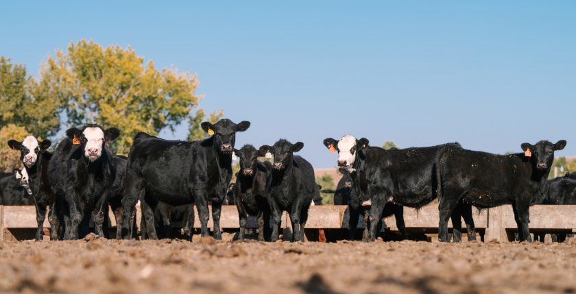 commercial-beef-calves