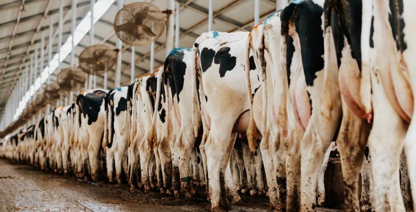 A long row of black-and-white Holstein cows standing at a feed bunk inside a commercial dairy barn.