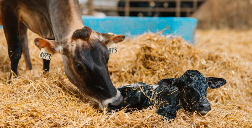 Jersey cow standing beside a newborn beef-on-dairy calf in straw bedding.
