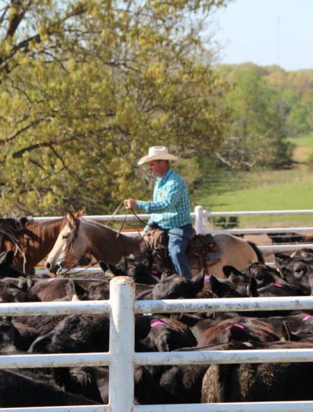 man-on-horseback-by-cattle man-on-horseback-by-cattle