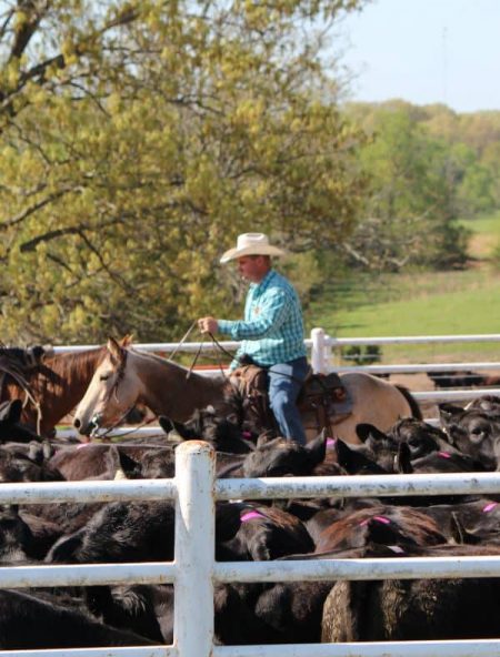 man-on-horseback-by-cattle